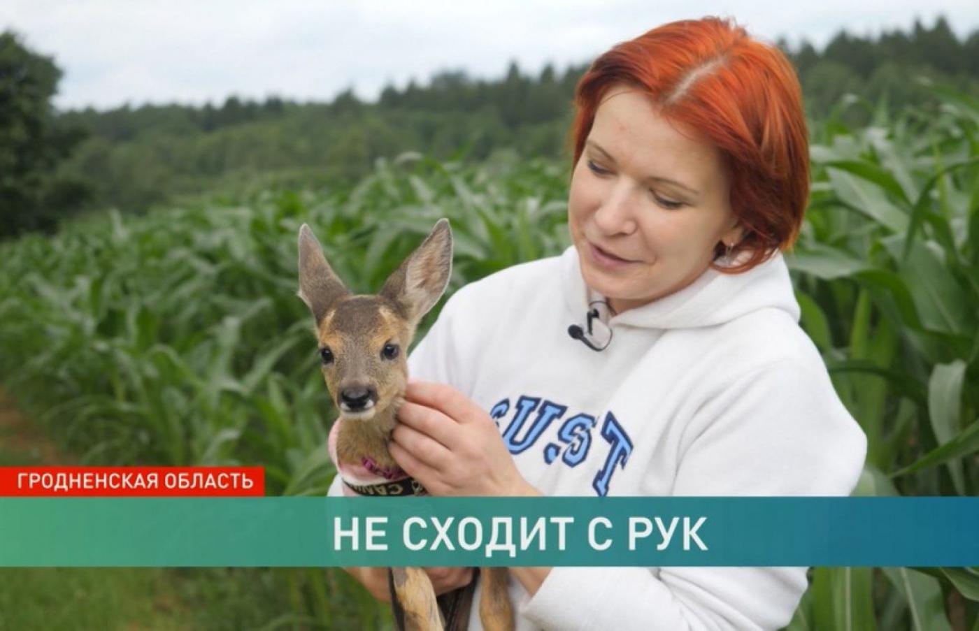 Научно-технологический парк БНТУ «Политехник» помогает в лечении. История косули со сломанной ногой